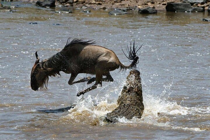 6-Day-Arusha-Tarangire-Serengeti-Ngorongoro-Private-Safari photo 1