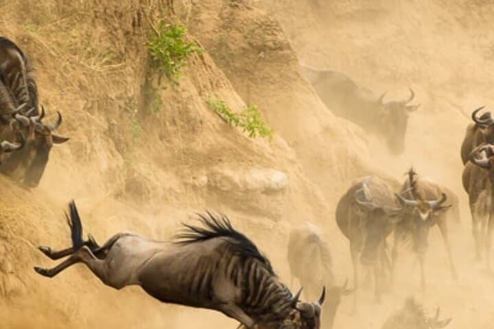 6-Day-Arusha-Tarangire-Serengeti-Ngorongoro-Private-Safari photo 2