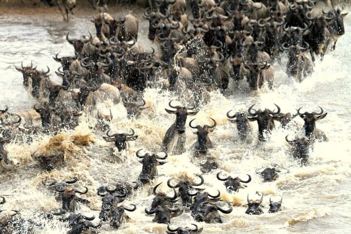 6-Day-Arusha-Tarangire-Serengeti-Ngorongoro-Private-Safari photo 3