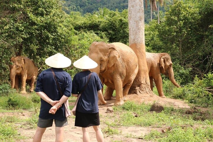 Koh Samui Elephant Home Sanctuary and First Elephant Museum — Ethical Jungle Walk & Seed-Bomb Conservation
