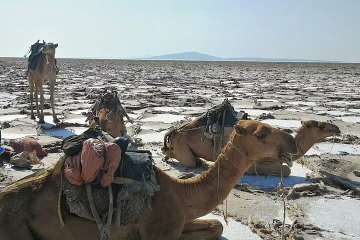 3-Day Danakil Depression & Erta Ale Volcano Expedition photo 4
