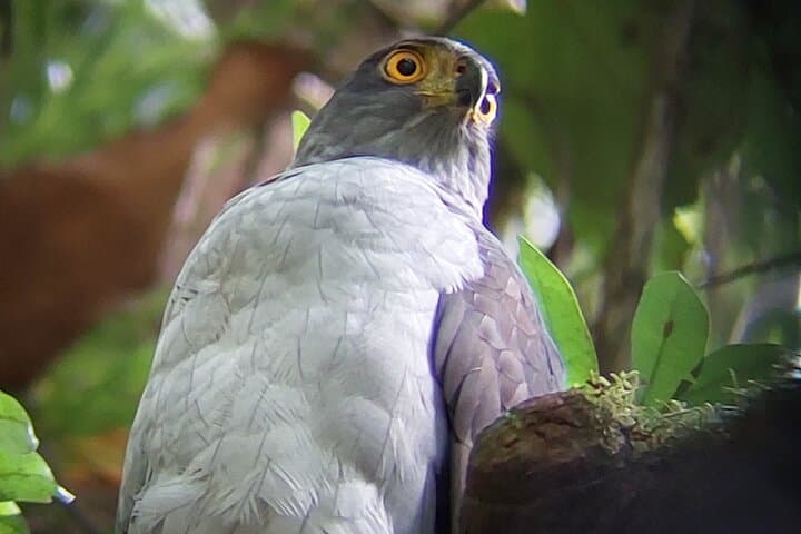 Intense Birdwatching at Finca San Luis, Monteverde — Private Half-Day Tour