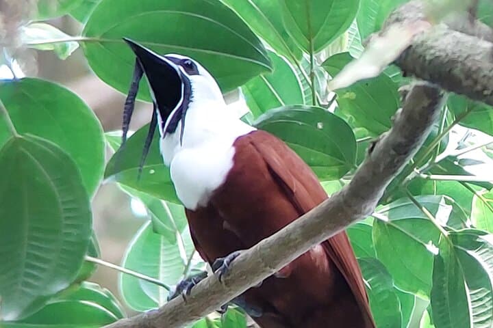 Intense Birdwatching at Finca San Luis, Monteverde — Private Half-Day Tour photo 2