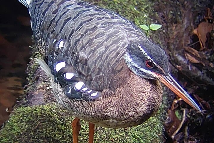 Intense Birdwatching at Finca San Luis, Monteverde — Private Half-Day Tour photo 3
