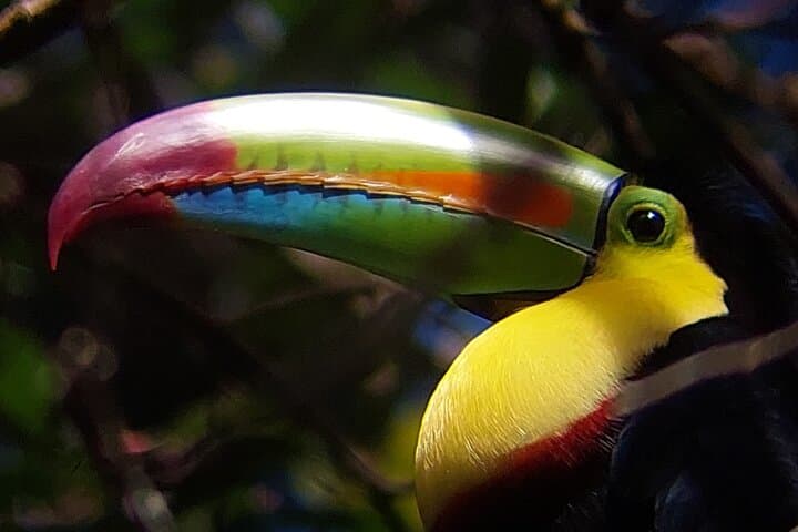 Intense Birdwatching at Finca San Luis, Monteverde — Private Half-Day Tour photo 4