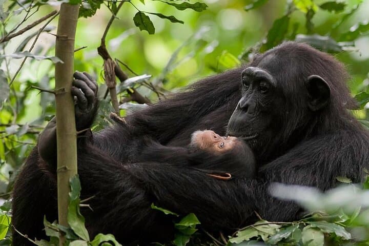 5-Day Rwanda: Gorilla Trekking, Chimpanzee Encounters & Akagera Game Safari