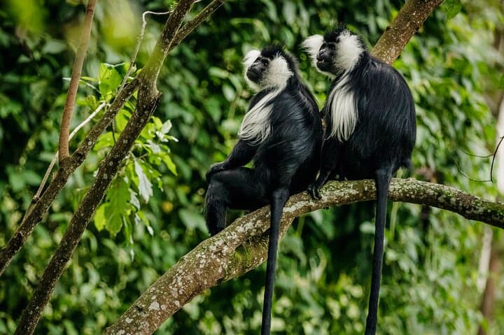 5-Day Rwanda: Gorilla Trekking, Chimpanzee Encounters & Akagera Game Safari photo 2