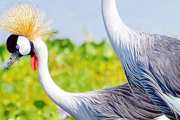 5-Day Bird Watching Safari in Uganda: Shoebill, Murchison Falls & Mabamba Swamp photo 1