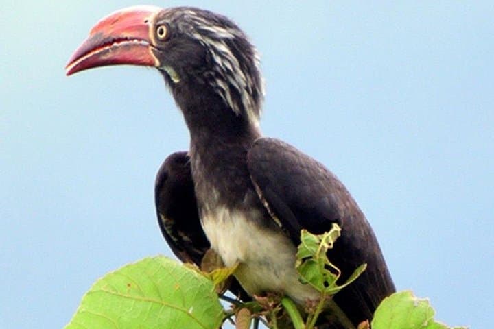 5-Day Bird Watching Safari in Uganda: Shoebill, Murchison Falls & Mabamba Swamp photo 2