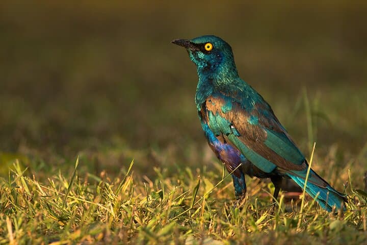 7-Day Birding Safari Uganda: Shoebill, Murchison Falls & Kibale Forest photo 2