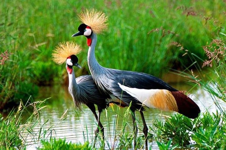 7-Day Birding Safari Uganda: Shoebill, Murchison Falls & Kibale Forest photo 3