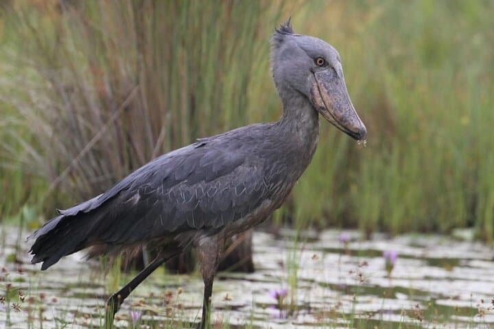 7-Day Birding Safari Uganda: Shoebill, Murchison Falls & Kibale Forest