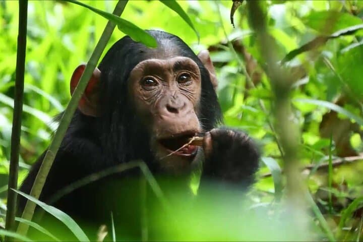 6-Day Uganda Gorilla & Chimpanzee Trekking Safari: Bwindi, Kibale & Mgahinga photo 4