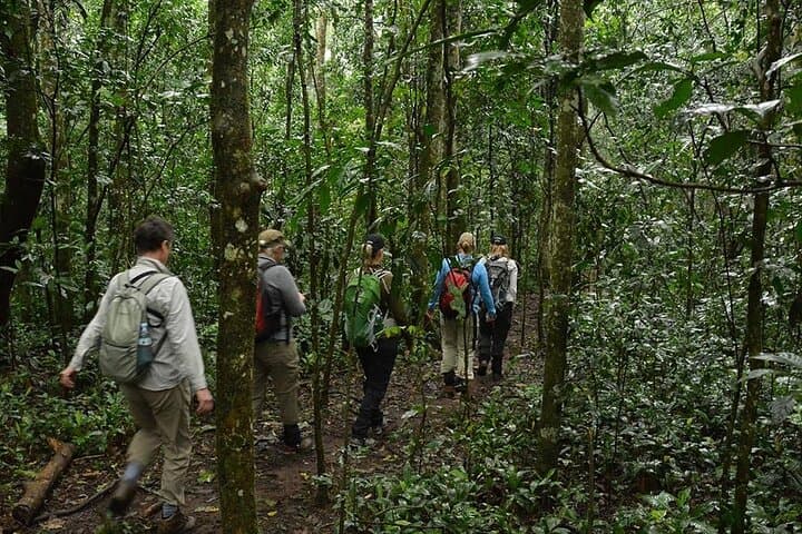 6-Day Uganda Gorilla & Chimpanzee Trekking Safari: Bwindi, Kibale & Mgahinga photo 5