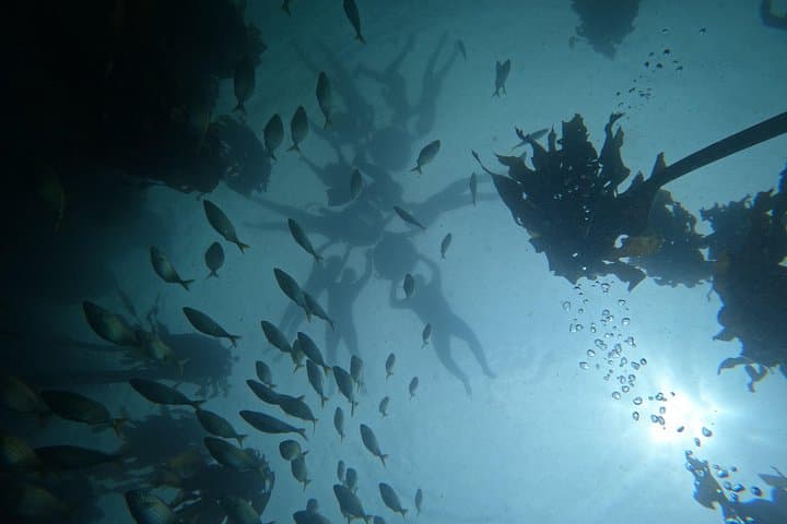 Snorkel the African Sea Forest: Private Guided Kelp Safari from Simon's Town photo 4