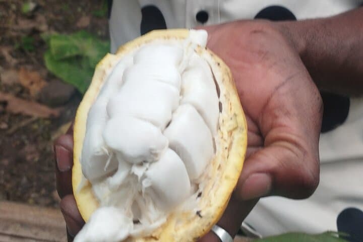 10-Day Ghana Adventure: Accra, Cape Coast, Kakum & Volta Highlights photo 6