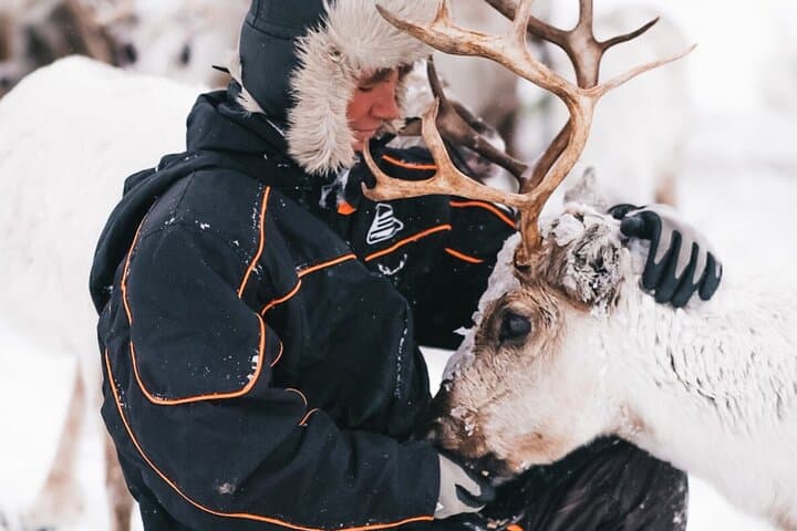 Sami Reindeer Visit Near Tromsø: Small-Group Reindeer Feeding & Lasso Experience photo 6