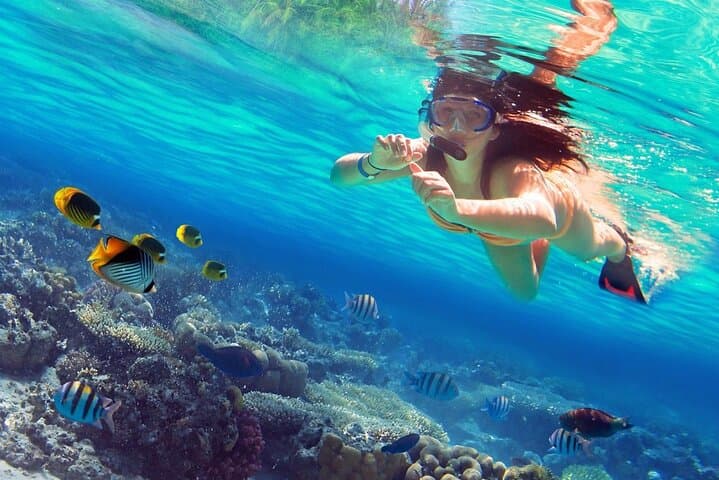 Hurghada Dolphin House Snorkel Trip: Dolphins, Coral Reefs & Lunch photo 4