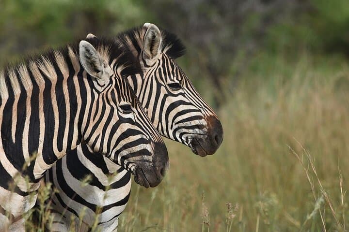 Addo Elephant National Park Private Safari from Port Elizabeth photo 4