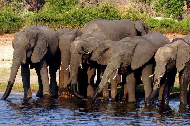 Ultimate Chobe Safari Day Trip: Game Drive and River Cruise from Victoria Falls photo 1