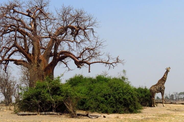 Ultimate Chobe Safari Day Trip: Game Drive and River Cruise from Victoria Falls photo 2