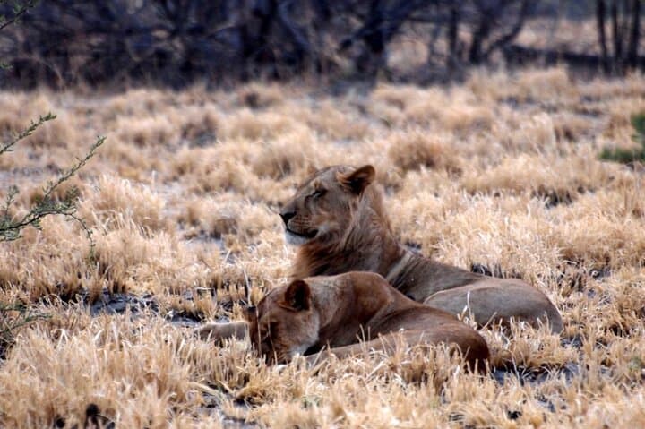 Ultimate Chobe Safari Day Trip: Game Drive and River Cruise from Victoria Falls photo 3
