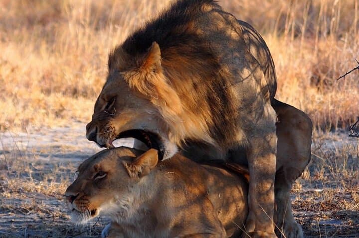 Ultimate Chobe Safari Day Trip: Game Drive and River Cruise from Victoria Falls photo 4