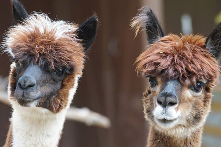 Private Alpaca Forest Walk and Feeding Near Helsinki photo 6