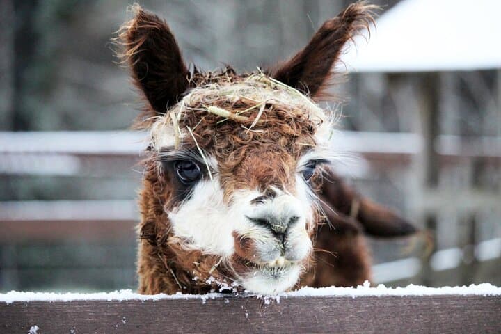 Private Alpaca Forest Walk and Feeding Near Helsinki photo 4