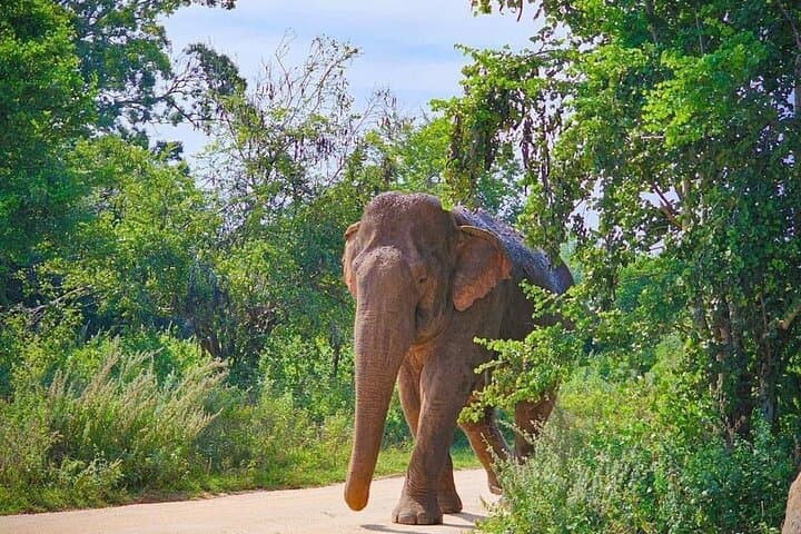 Udawalawe National Park Private Safari: Elephant Encounters & Wildlife Jeep Tour photo 1