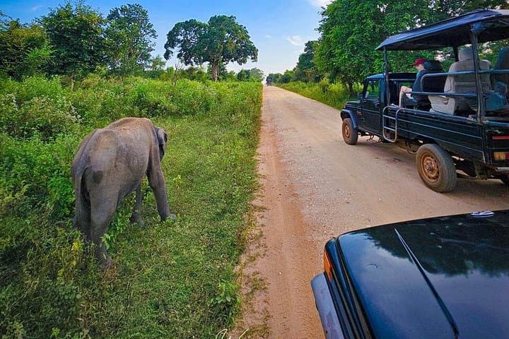 Udawalawe National Park Private Safari: Elephant Encounters & Wildlife Jeep Tour photo 2
