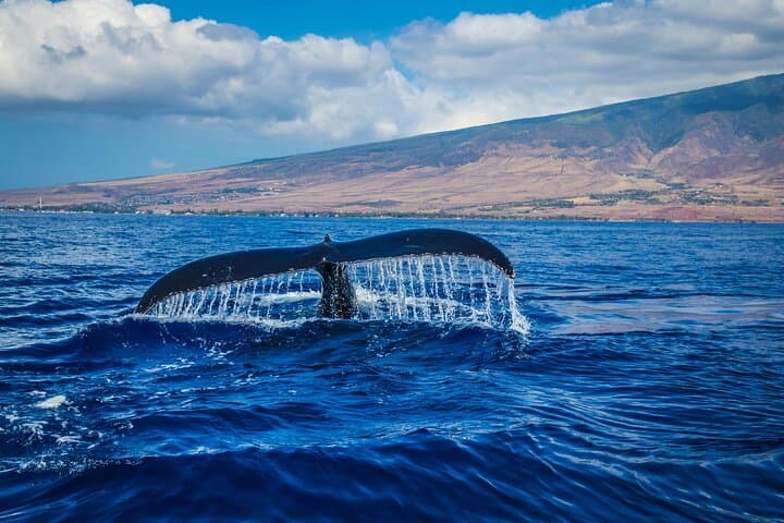 Hermanus Cliff & Boat Whale Watching: Private Guided Walker Bay Experience