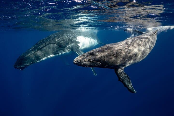Hermanus Cliff & Boat Whale Watching: Private Guided Walker Bay Experience photo 2