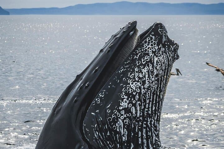 Hermanus Cliff & Boat Whale Watching: Private Guided Walker Bay Experience photo 3