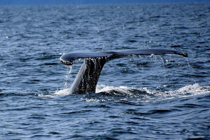 Hermanus Cliff & Boat Whale Watching: Private Guided Walker Bay Experience photo 5