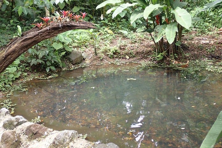 ANURA Eco-Tour with Biologist in La Fortuna — Guided Wildlife & Conservation Walk photo 2