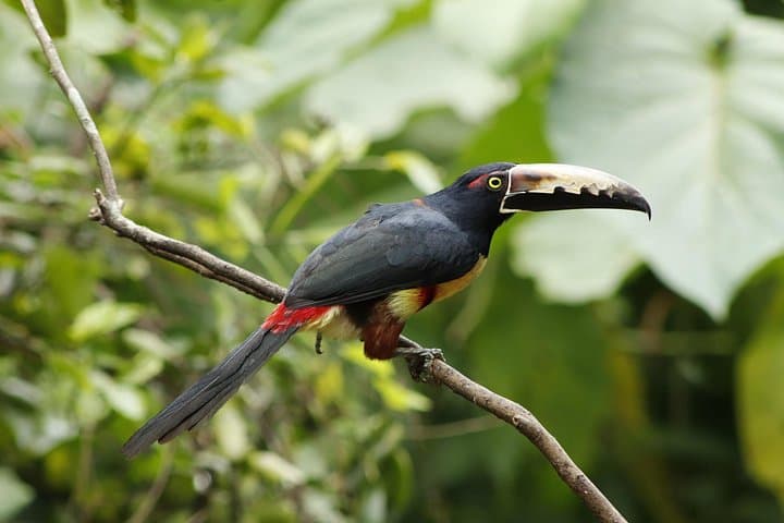 ANURA Eco-Tour with Biologist in La Fortuna — Guided Wildlife & Conservation Walk photo 1