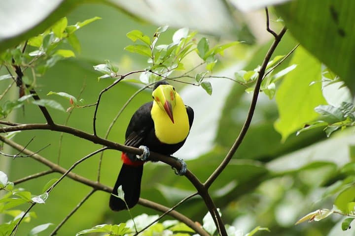 ANURA Eco-Tour with Biologist in La Fortuna — Guided Wildlife & Conservation Walk photo 3