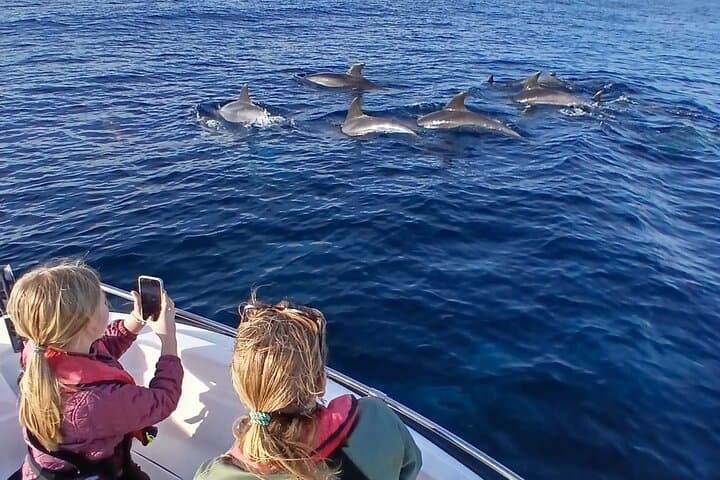 Faro Dolphin & Marine-Life Watching: Ria Formosa Small-Boat Excursion