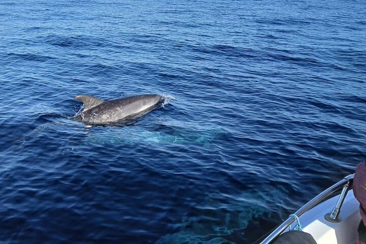 Faro Dolphin & Marine-Life Watching: Ria Formosa Small-Boat Excursion photo 2