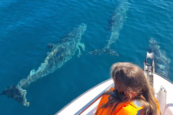 Faro Dolphin & Marine-Life Watching: Ria Formosa Small-Boat Excursion photo 3