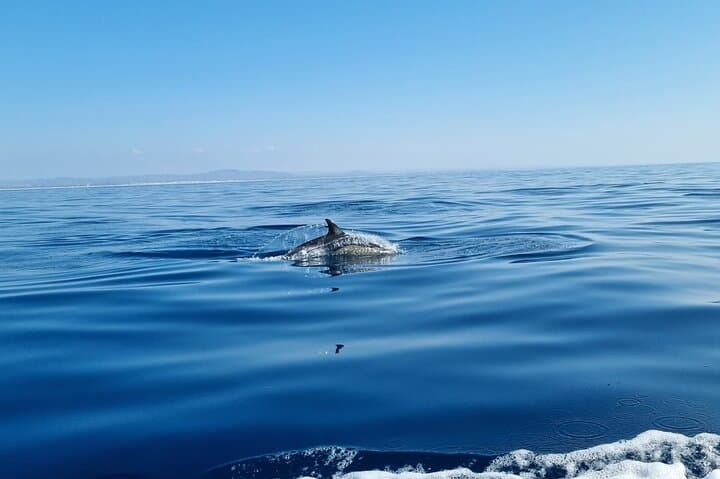 Faro Dolphin & Marine-Life Watching: Ria Formosa Small-Boat Excursion photo 6