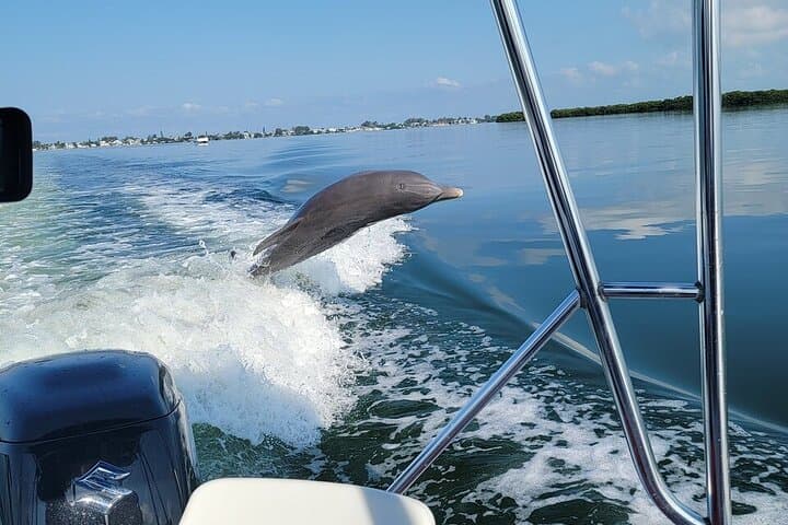 Anna Maria Island Dolphin Sightseeing Adventure — 2-Hour Gulf & Backbay Dolphin Cruise from Holmes Beach photo 3