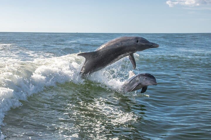 Anna Maria Island Dolphin Sightseeing Adventure — 2-Hour Gulf & Backbay Dolphin Cruise from Holmes Beach photo 5