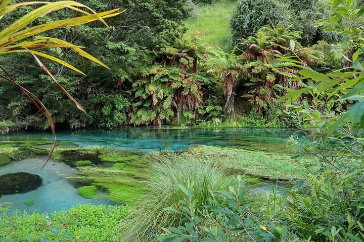 Private Hunua Falls & Blue Springs Tour — Auckland Waterfalls and Te Waihou Walkway