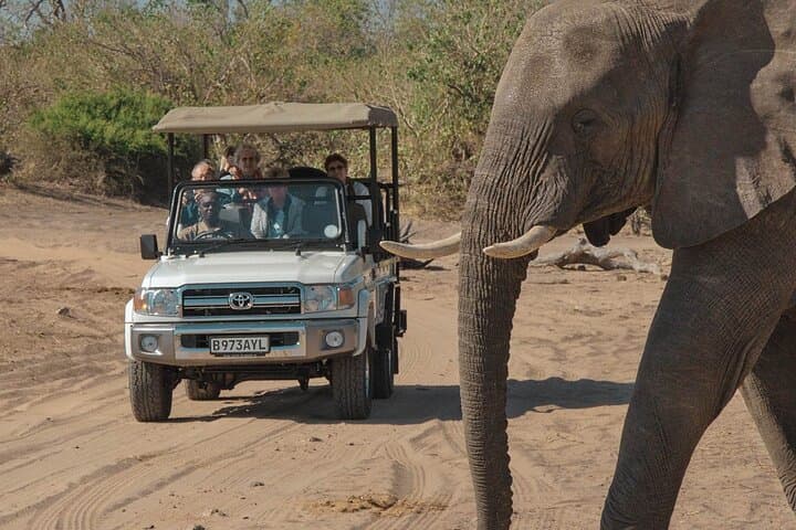 Chobe National Park Day Trip from Victoria Falls — Boat Cruise, Game Drive & Lunch photo 5