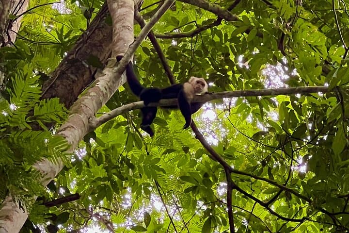 Punta Uva Kayak and Sloth-Watching Tour — River Paddles & Jungle Hikes in Costa Rica photo 4