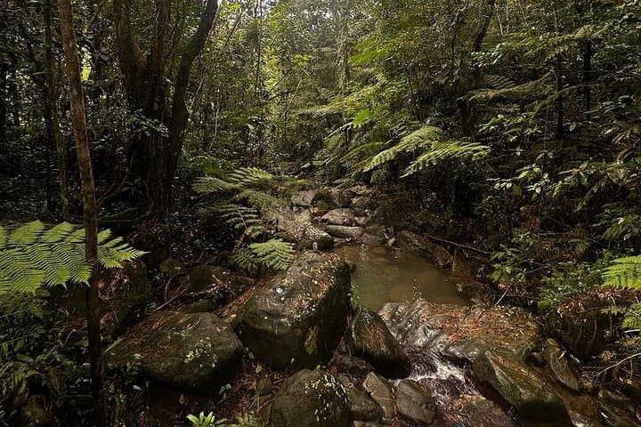 El Yunque Full-Day Rainforest Hike, Las Paylas Waterslides & Luquillo Beach photo 4