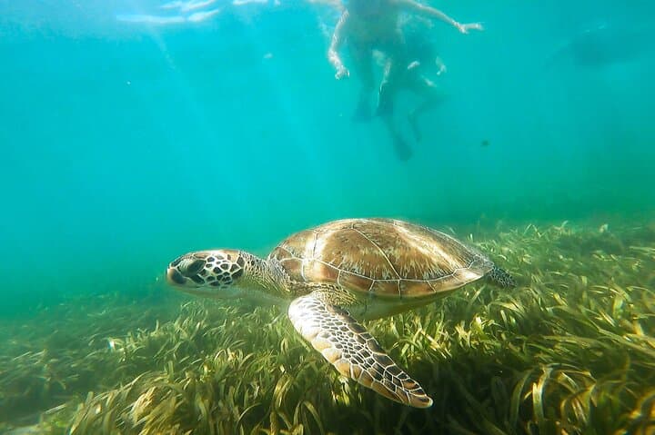 San Juan Snorkel with Turtles and Manatees — Free Video & Rum photo 2