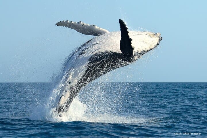 Moorea Whale Watching: Half-Day Humpback & Lagoon Wildlife Cruise